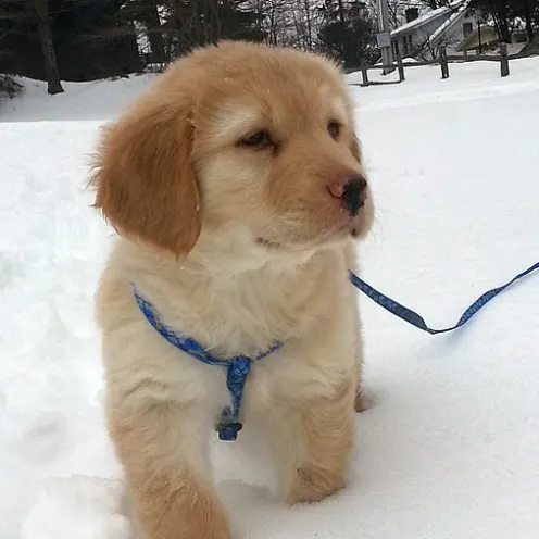puppy in snow